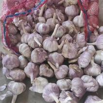紫皮大蒜现货供应规格齐全全国发货价格便宜保质量