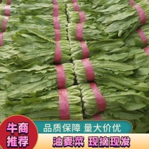 河北邯郸永年本地油麦菜，高20厘米—30厘米，物美价廉