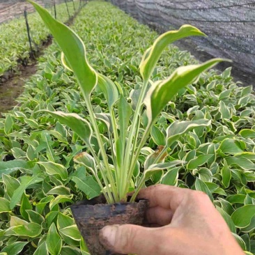 玉簪金边玉簪玉簪基地小区绿化青州草花