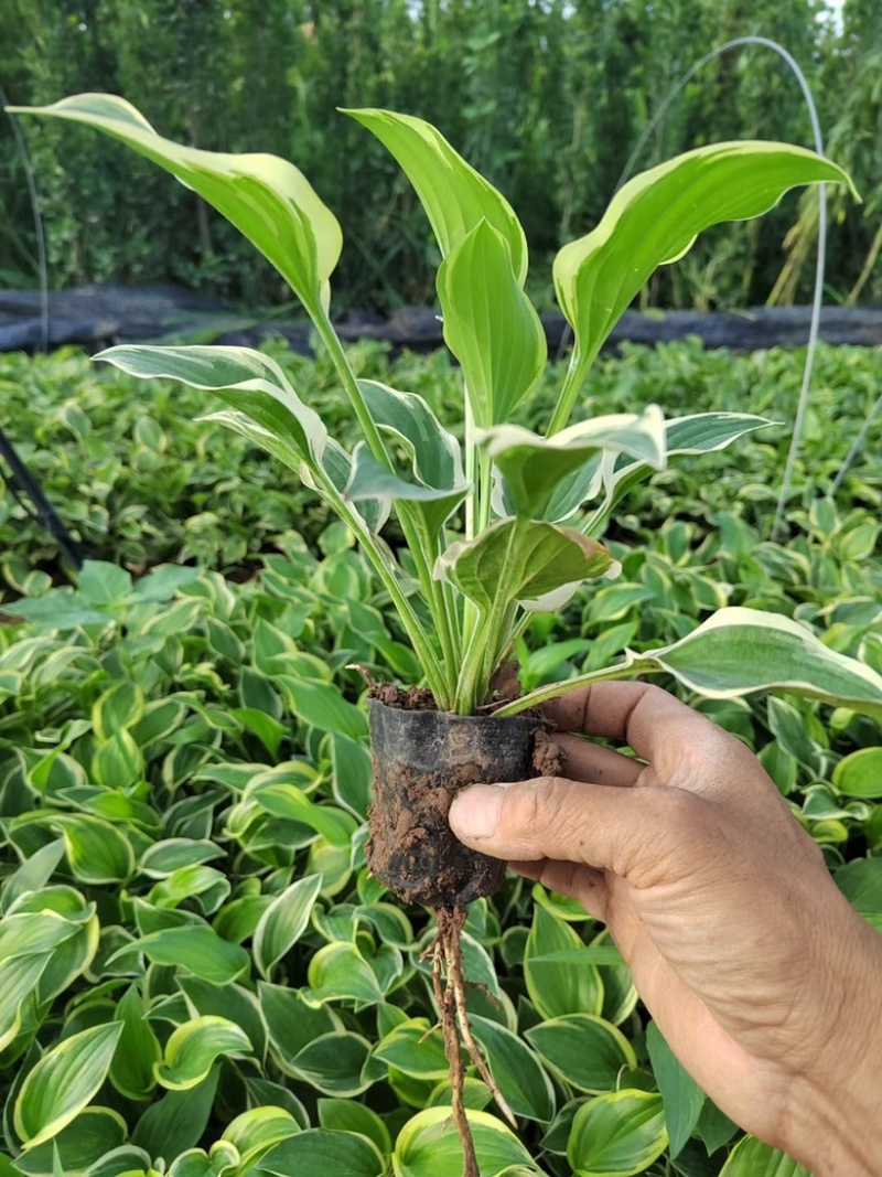 玉簪金边玉簪玉簪基地小区绿化青州草花