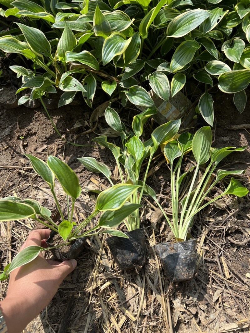 玉簪金边玉簪玉簪基地小区绿化青州草花