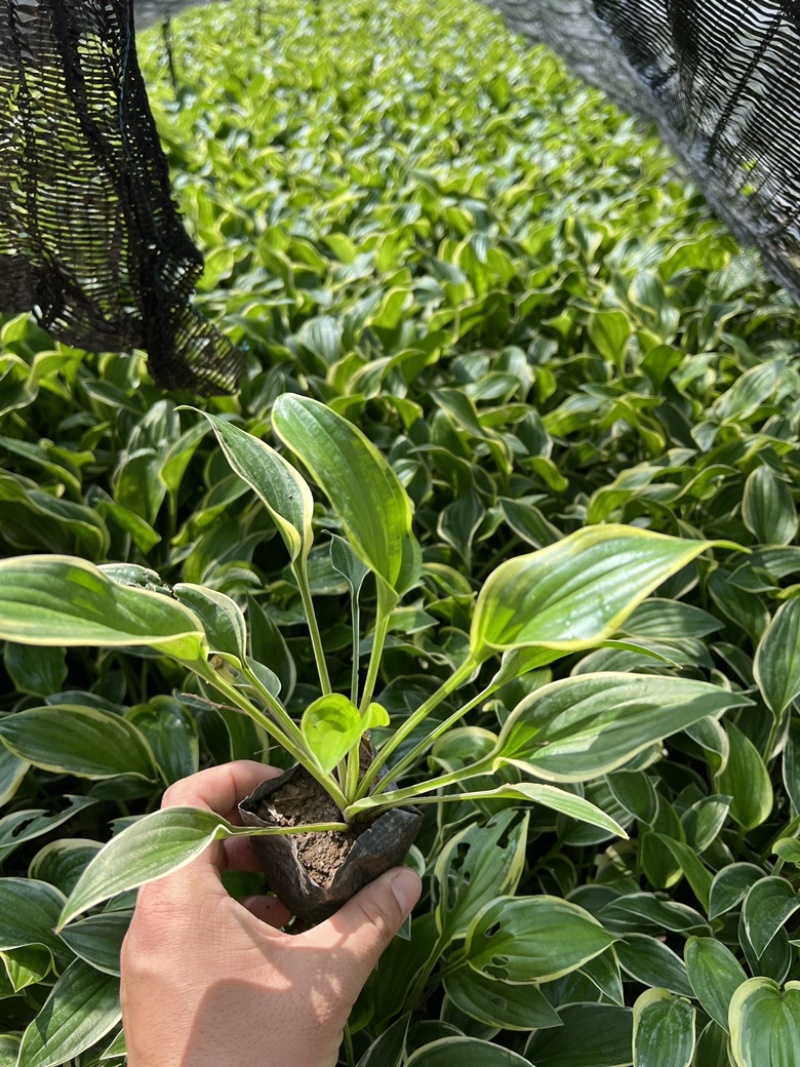 玉簪金边玉簪玉簪基地小区绿化青州草花