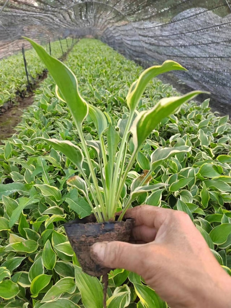 玉簪金边玉簪玉簪基地小区绿化青州草花