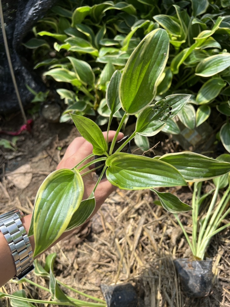 玉簪金边玉簪玉簪基地小区绿化青州草花