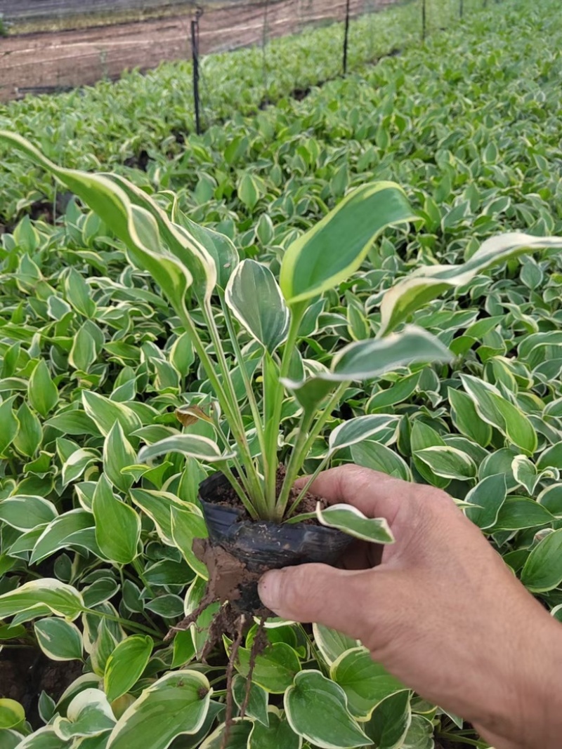 玉簪金边玉簪玉簪基地小区绿化青州草花