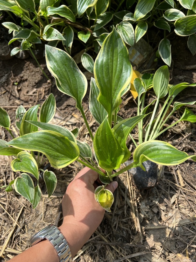 玉簪金边玉簪玉簪基地小区绿化青州草花
