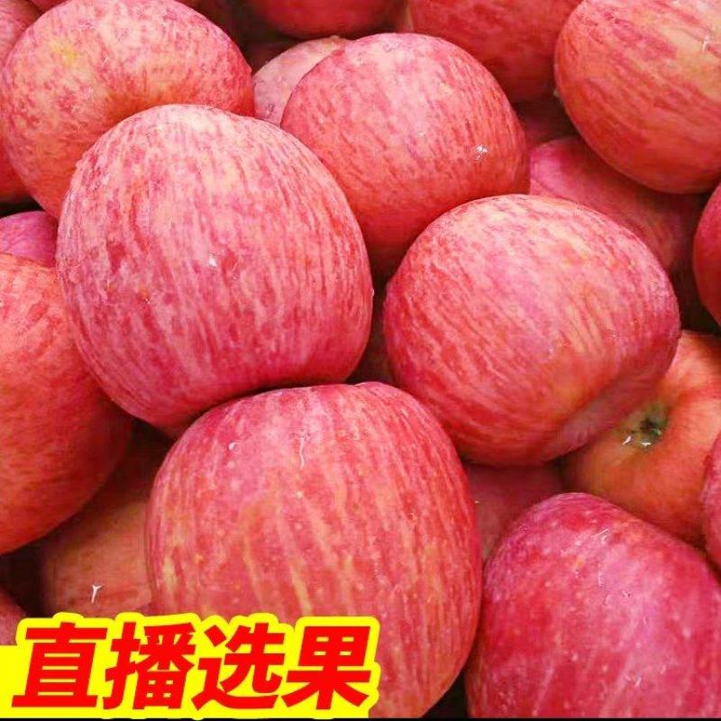 苹果/脆甜红富士/蒙阴红富士/山东红富士/供应电商市场商超