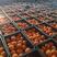 湖南红心脐橙产地直发品质保证量大从优全国发货