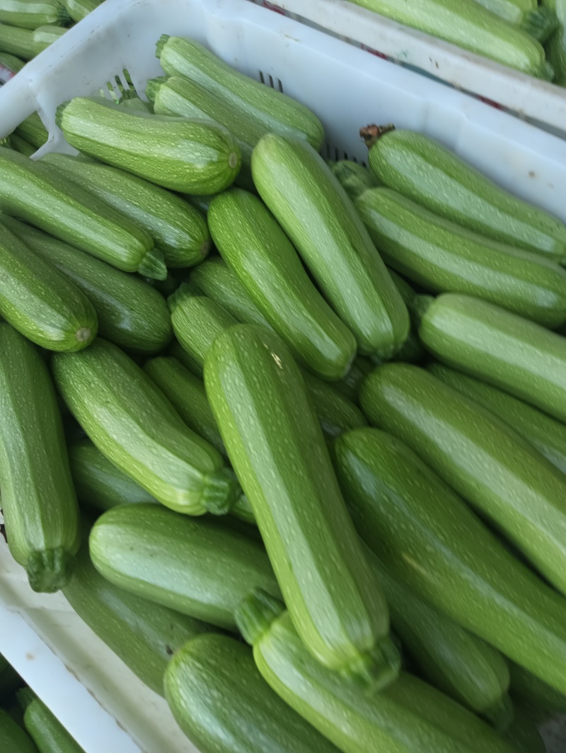 云南保山精品绿皮西葫芦商超电商社区团购一件代发食堂工厂