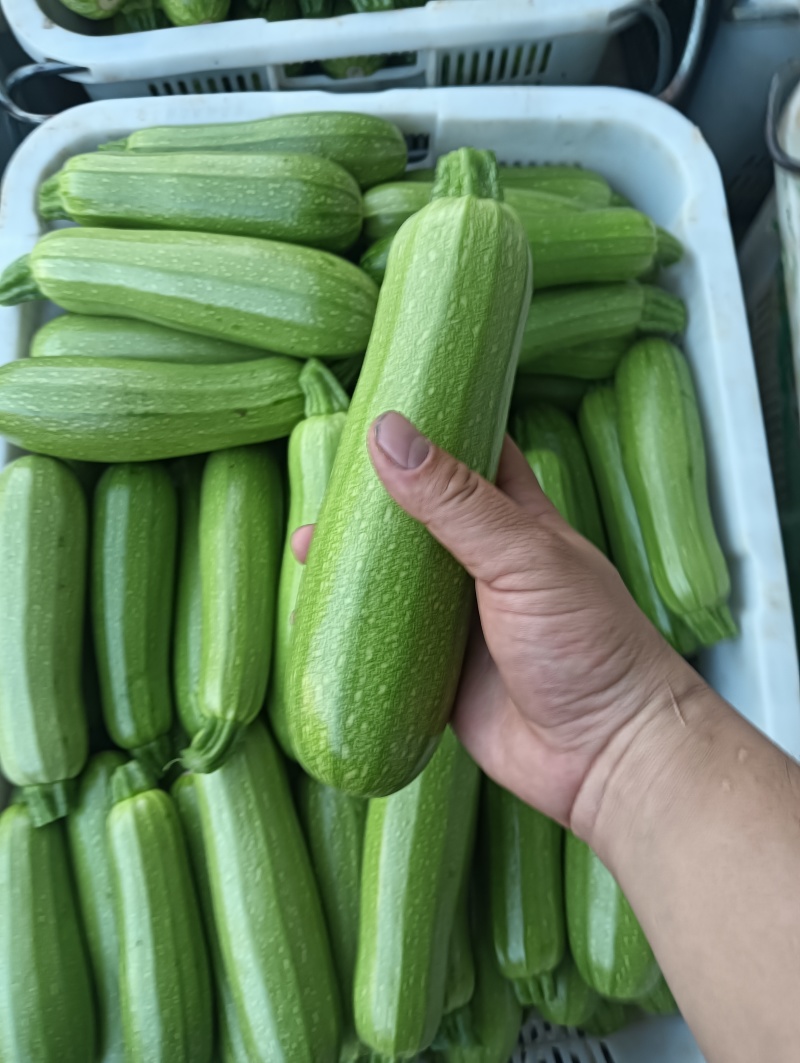 云南保山精品绿皮西葫芦商超电商社区团购一件代发食堂工厂