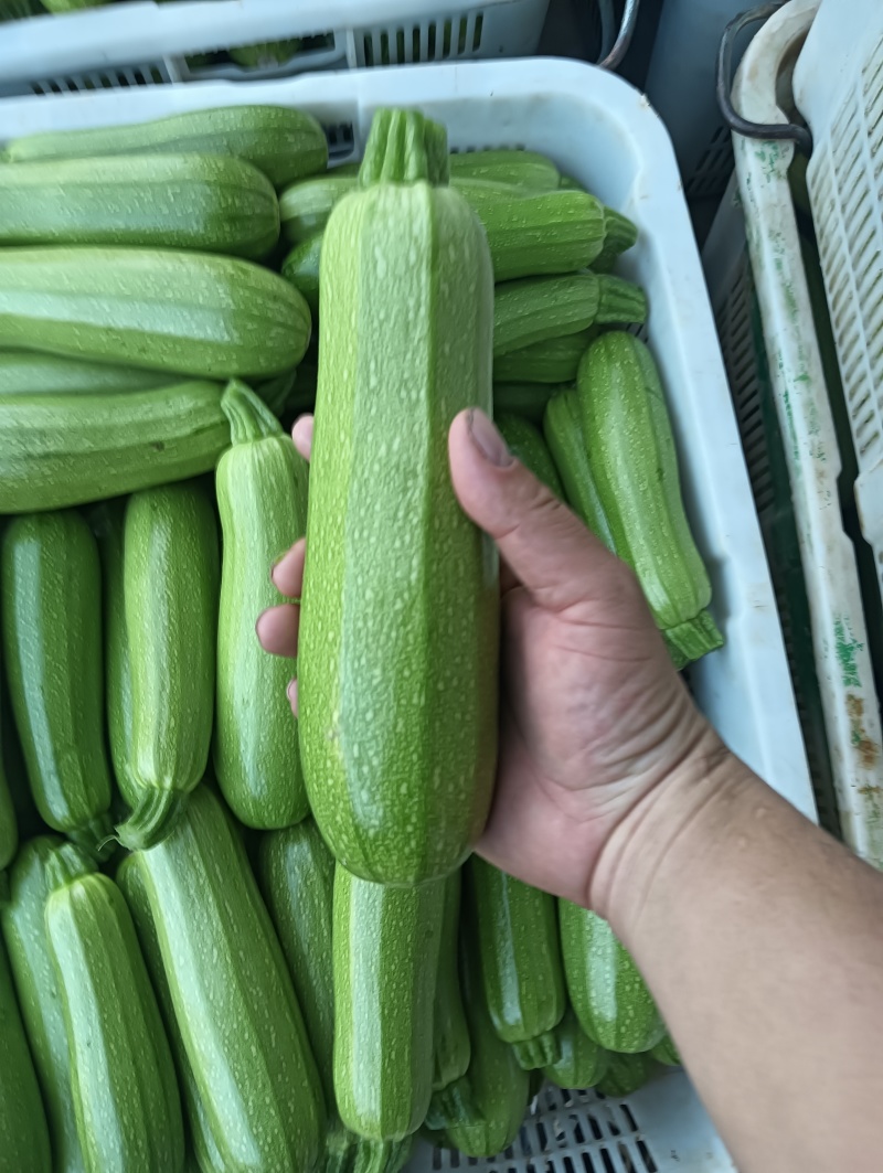 云南保山精品绿皮西葫芦商超电商社区团购一件代发食堂工厂