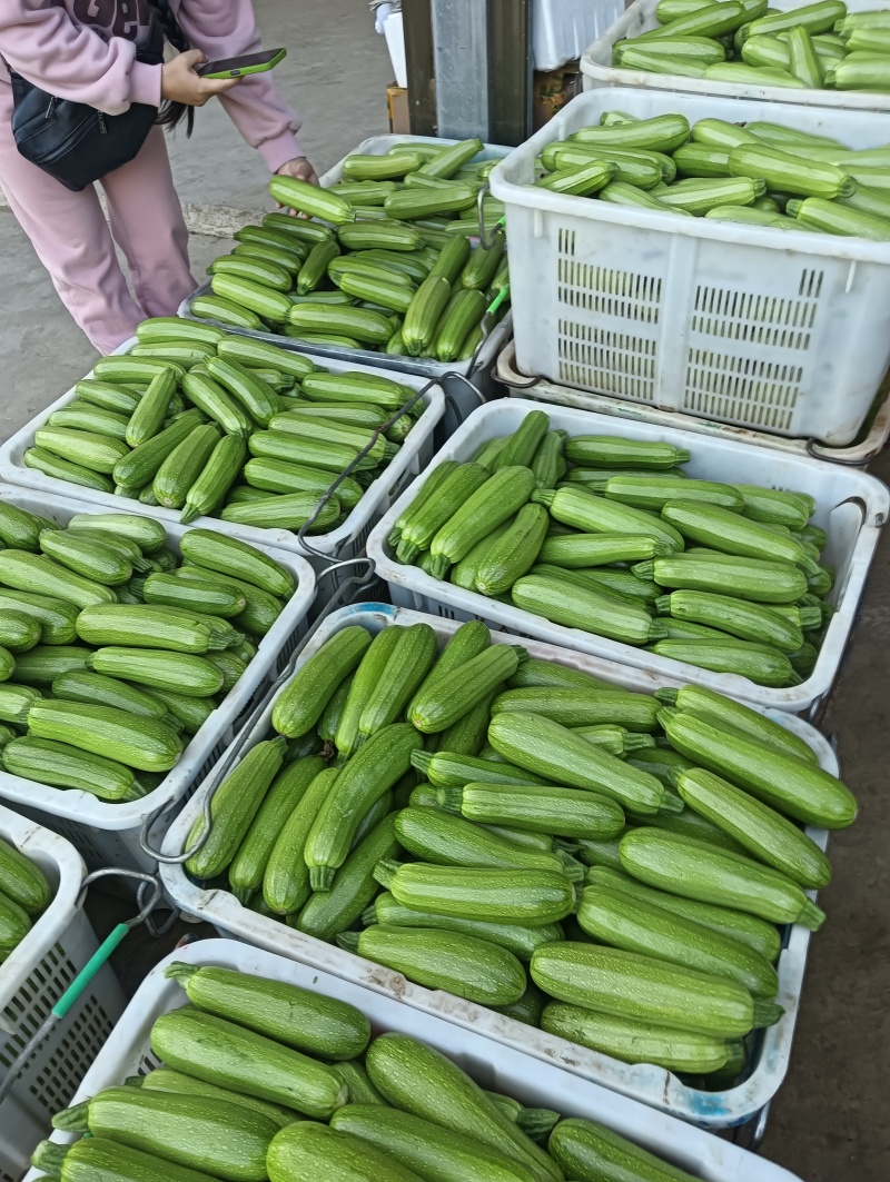 云南保山精品绿皮西葫芦商超电商社区团购一件代发食堂工厂