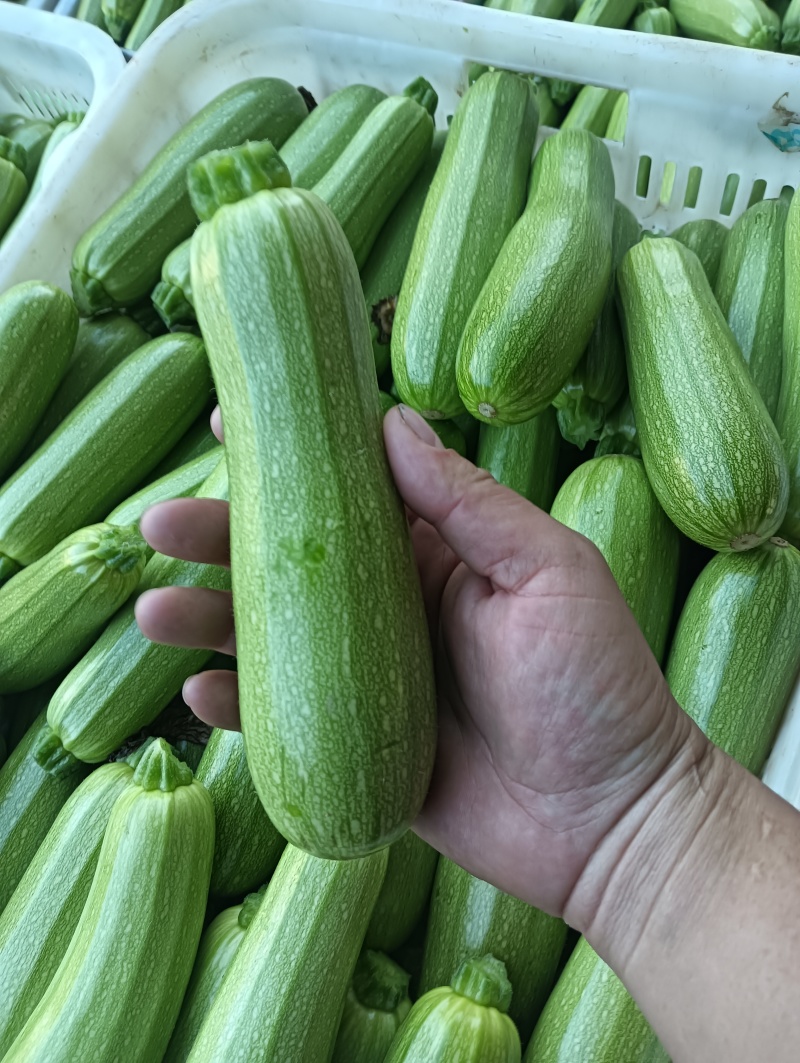 云南保山精品绿皮西葫芦商超电商社区团购一件代发食堂工厂
