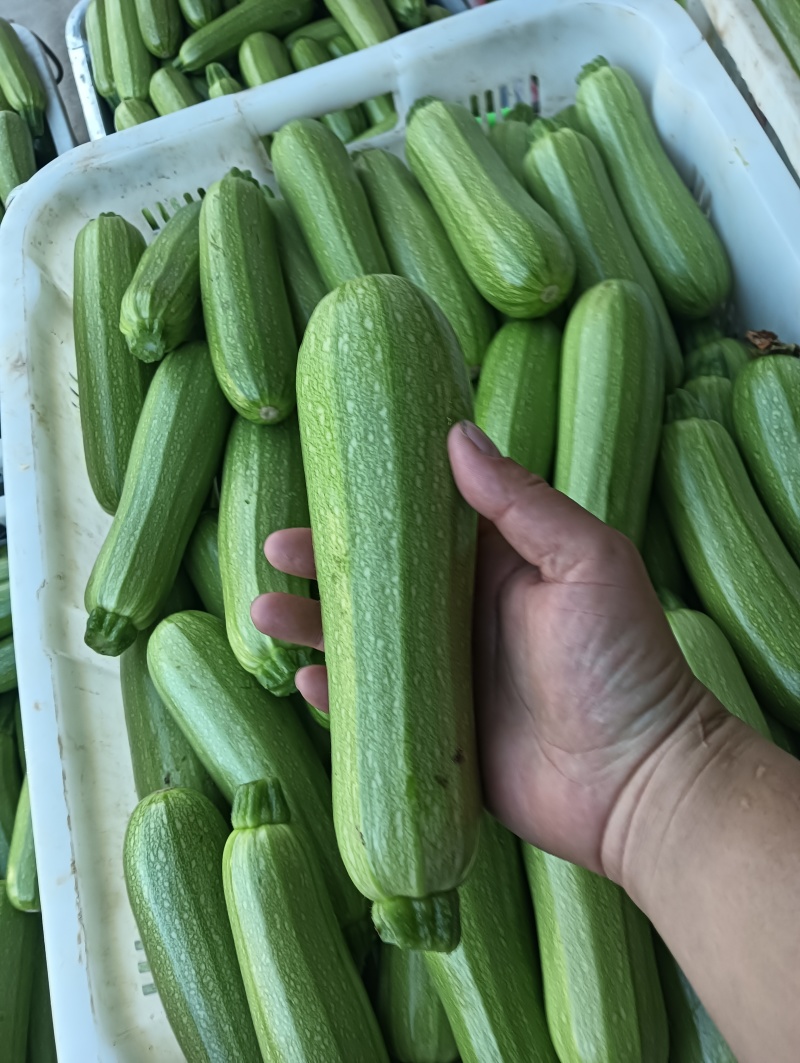 云南保山精品绿皮西葫芦商超电商社区团购一件代发食堂工厂