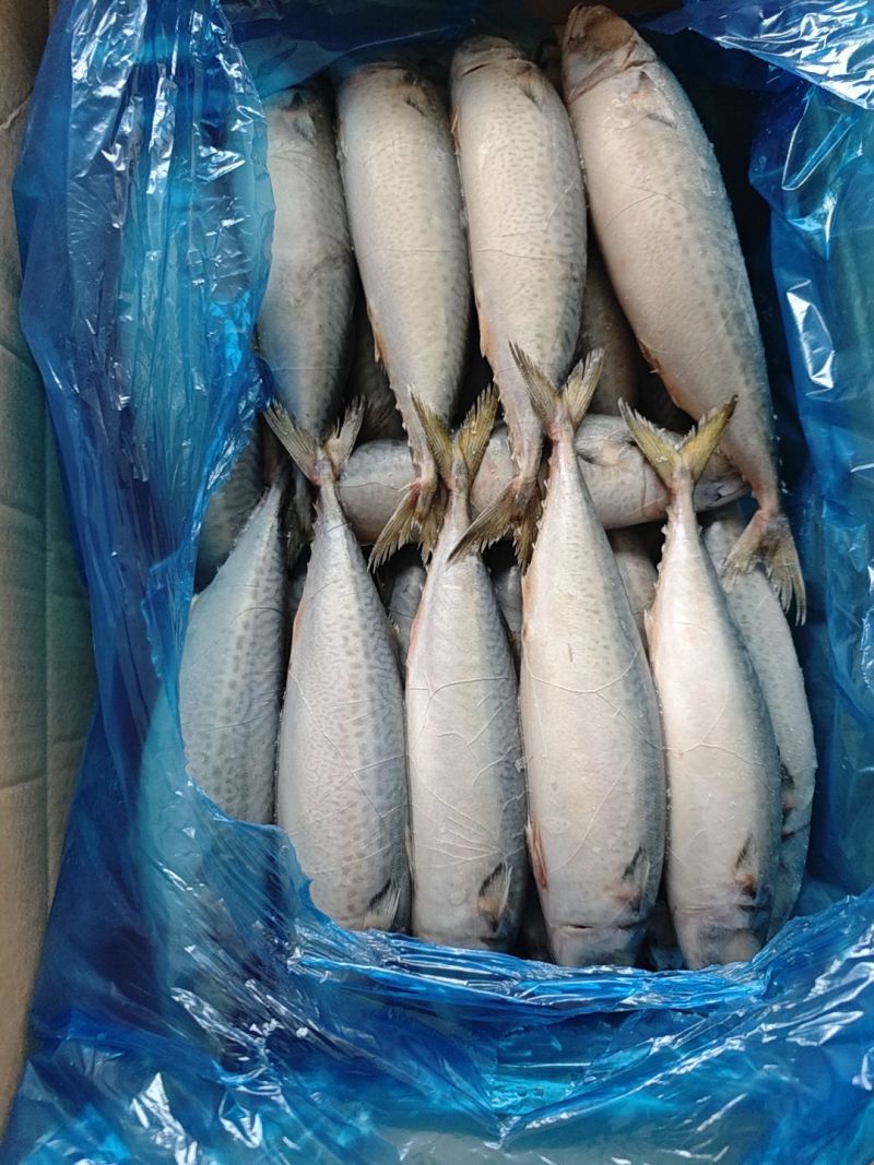 鲐鲅鱼鲅鱼今年鲜货大量批发整车走货实地采购