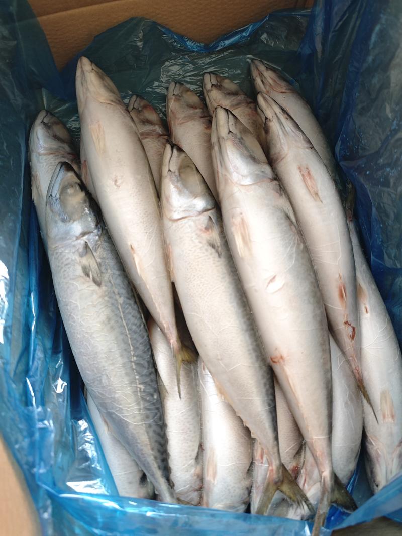 鲐鲅鱼鲅鱼今年鲜货大量批发整车走货实地采购