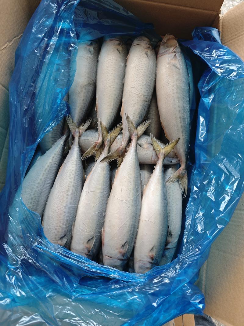 鲐鲅鱼鲅鱼今年鲜货大量批发整车走货实地采购