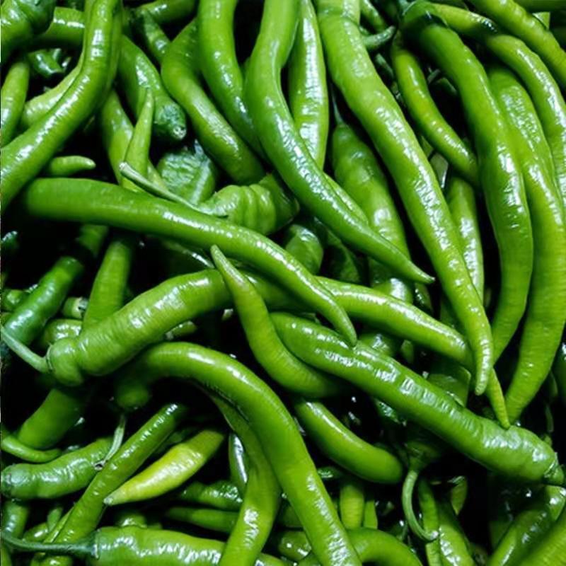 云南保山精品二荆条辣椒青椒商超食堂工厂电商社区团购一件代