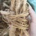 【推荐】工厂直发精品白花牛奶根一手货源价优可看货