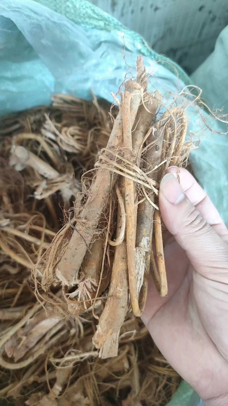 【推荐】工厂直发精品白花牛奶根一手货源价优可看货