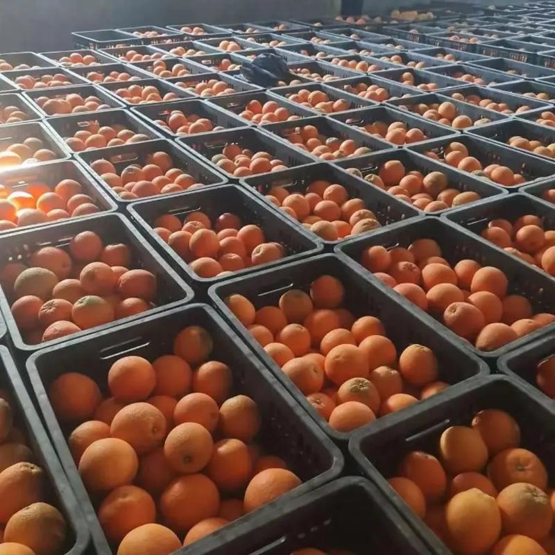 精品纽荷尔脐橙基地直发品质保证量大从优