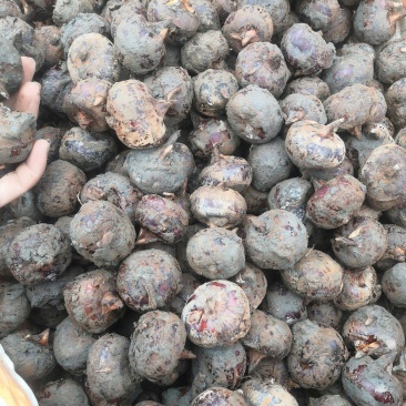 各种规格马蹄秒接单秒发货