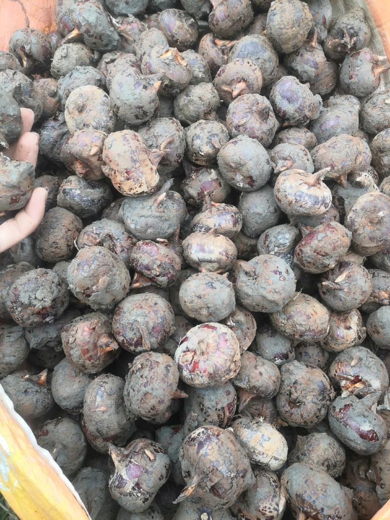 各种规格马蹄秒接单秒发货