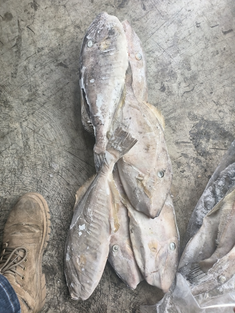 马面鱼700/1000