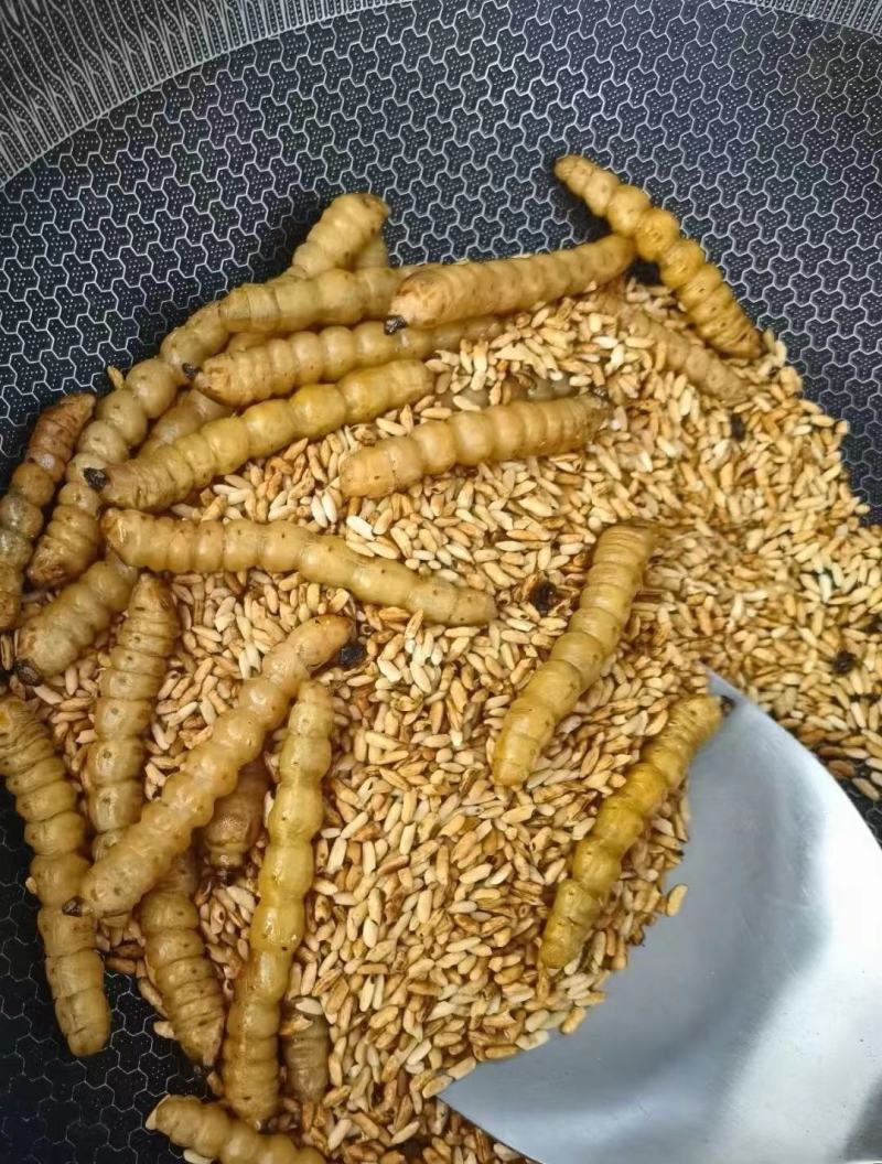 【包邮】斗米虫供应保质保量地道中药材品质保证