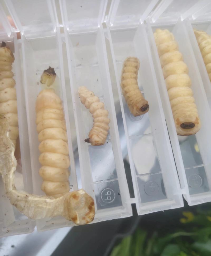 【包邮】斗米虫供应保质保量地道中药材品质保证