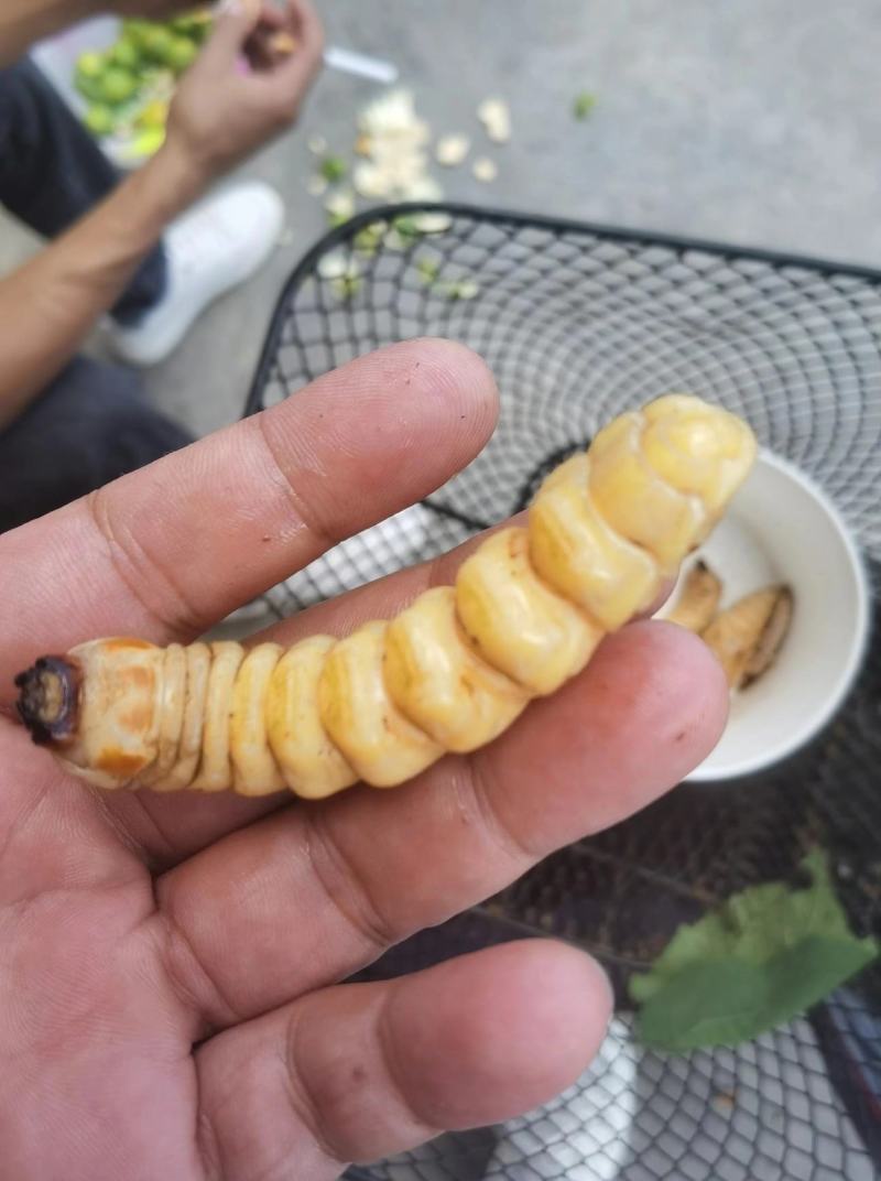 【包邮】斗米虫供应保质保量地道中药材品质保证