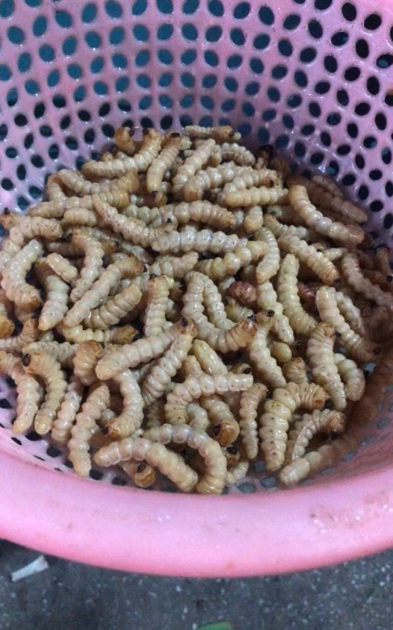 【包邮】斗米虫供应保质保量地道中药材品质保证