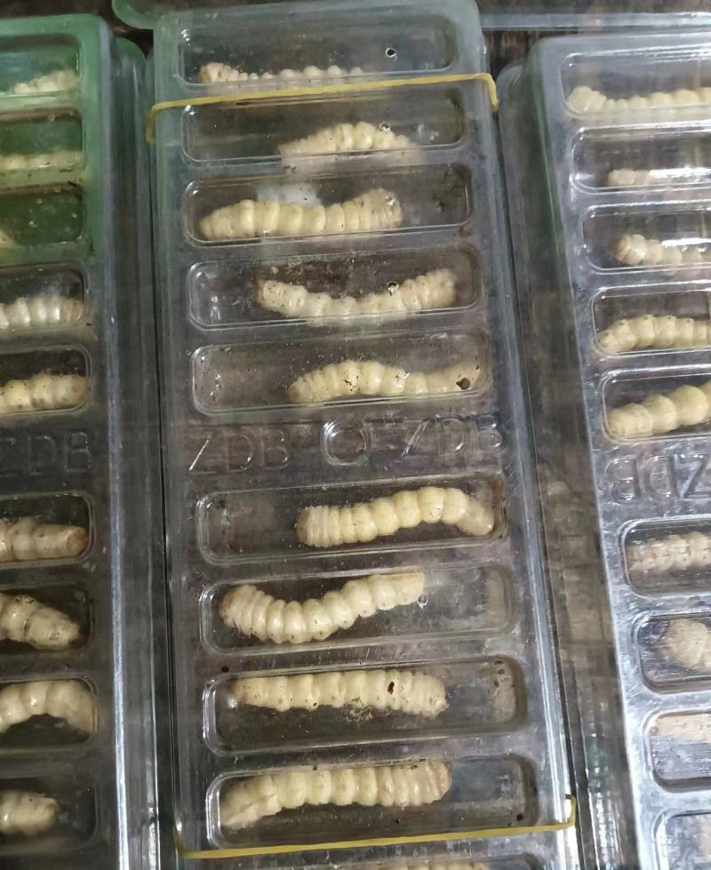 【包邮】斗米虫供应保质保量地道中药材品质保证