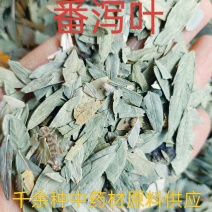 番泻叶，中药材泻叶供应质量保证，中药材购销