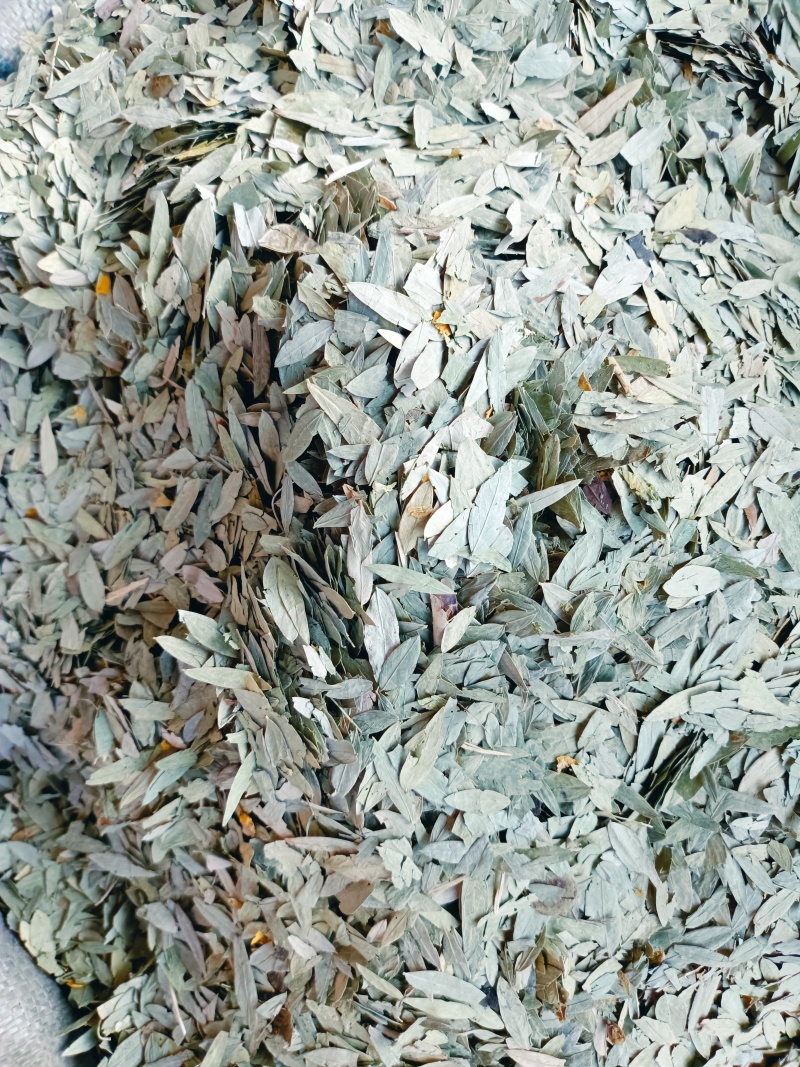 番泻叶，中药材泻叶供应质量保证，中药材购销
