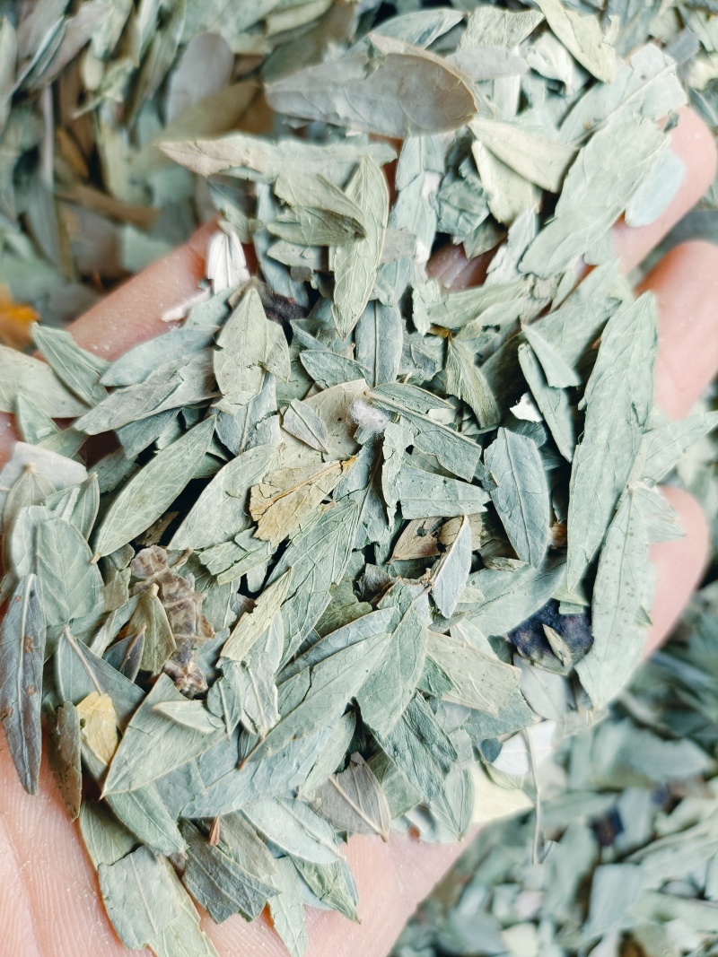 番泻叶，中药材泻叶供应质量保证，中药材购销