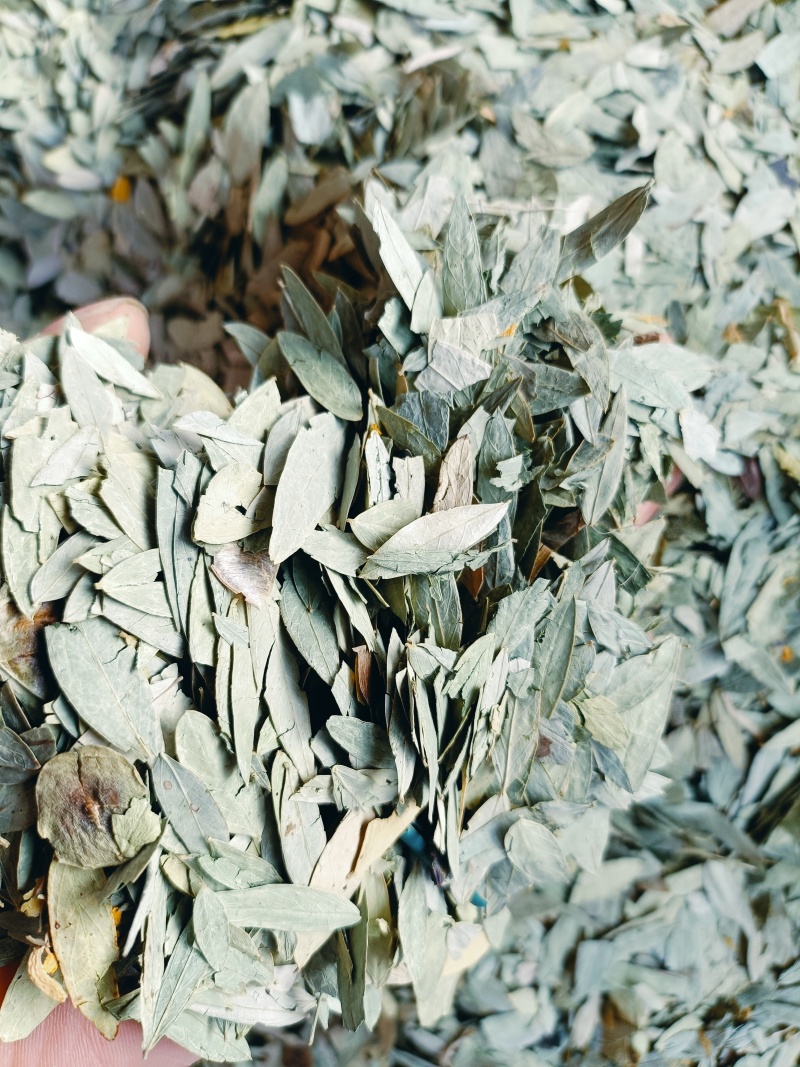 番泻叶，中药材泻叶供应质量保证，中药材购销