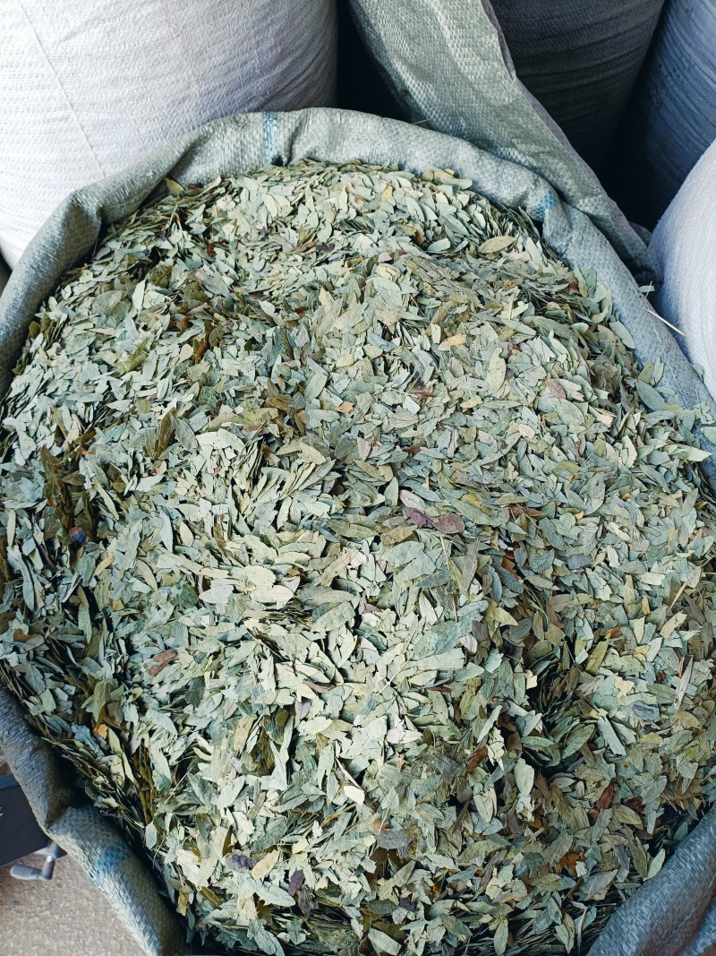 番泻叶，中药材泻叶供应质量保证，中药材购销
