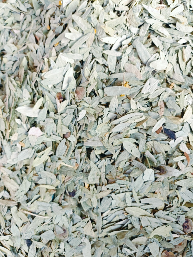 番泻叶，中药材泻叶供应质量保证，中药材购销