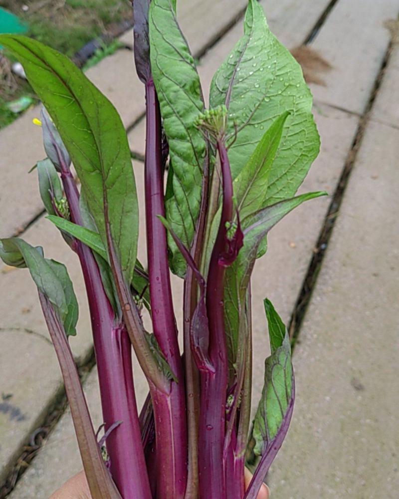 贵州红菜苔