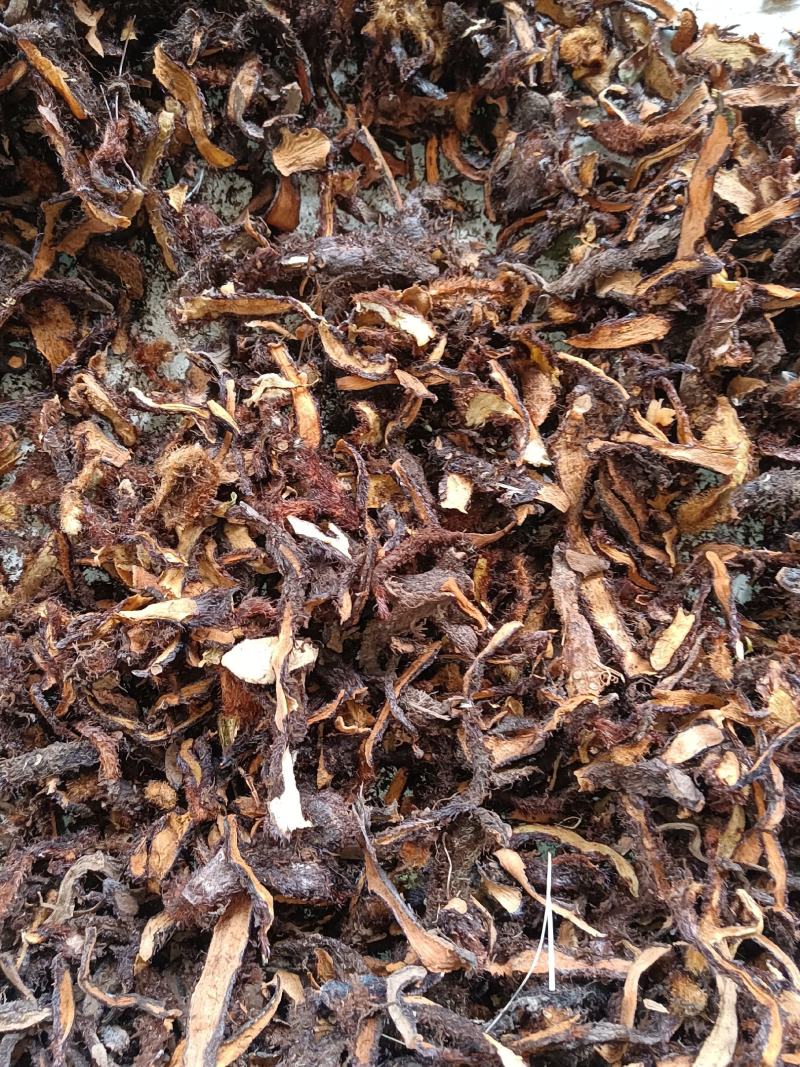 骨碎补（含量足）野生