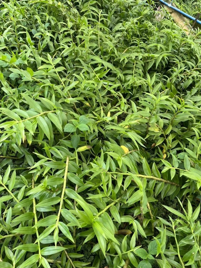 水草烤条