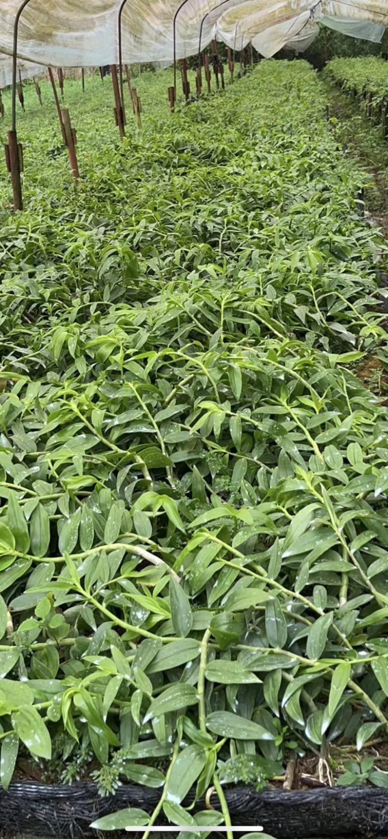 水草烤条