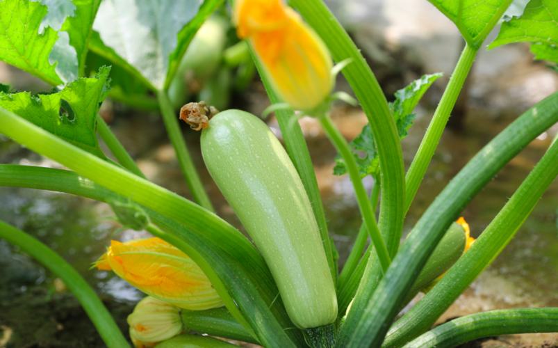 绿皮西葫芦植株特写