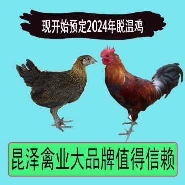 华北柴鸡苗草鸡苗土鸡苗，实力商家技术保障