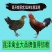 华北柴鸡苗草鸡苗土鸡苗，实力商家技术保障