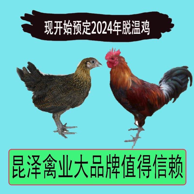 华北柴鸡苗草鸡苗土鸡苗，实力商家技术保障