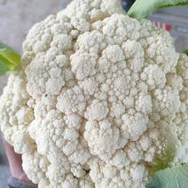 温州花菜，松花菜产地直发全国发货质量好小米粒乳白