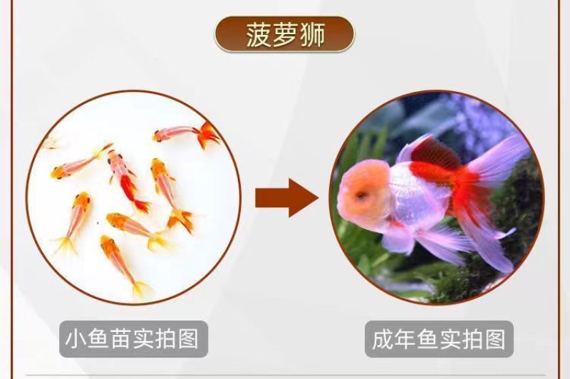 金鱼活鱼苗观赏小型好养淡水活体冷水鸿运蝶尾狮子头锦鲤