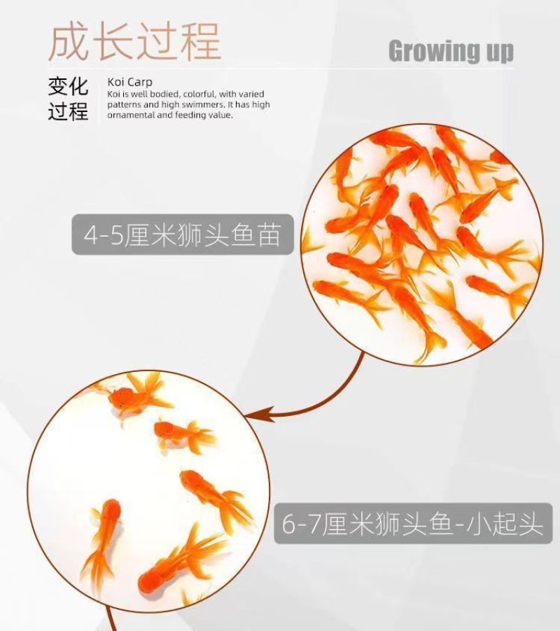 金鱼活鱼苗观赏小型好养淡水活体冷水鸿运蝶尾狮子头锦鲤